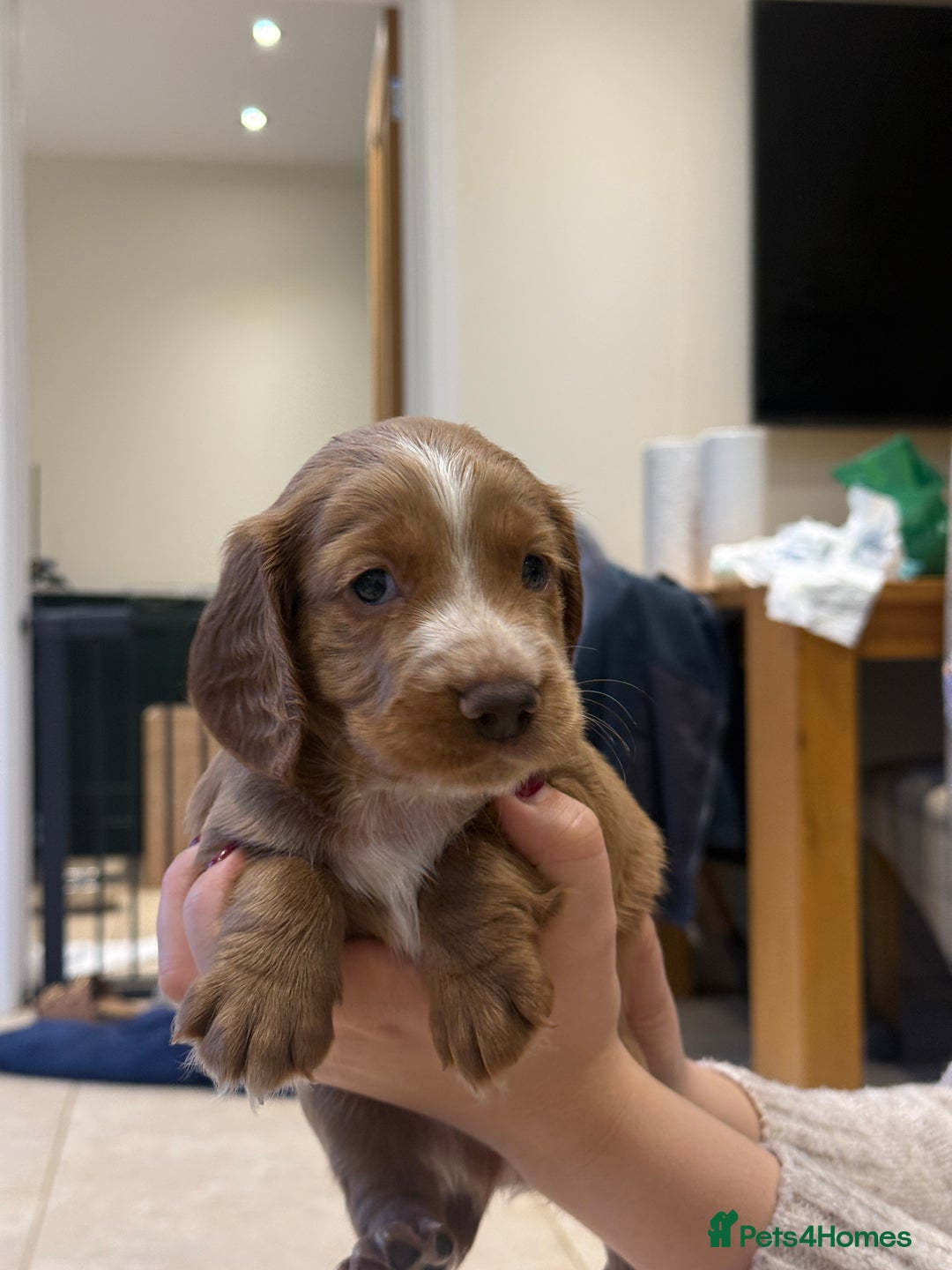 Cocker Spaniel dogs for sale: Working Cocker Spaniel Puppies - Image 5