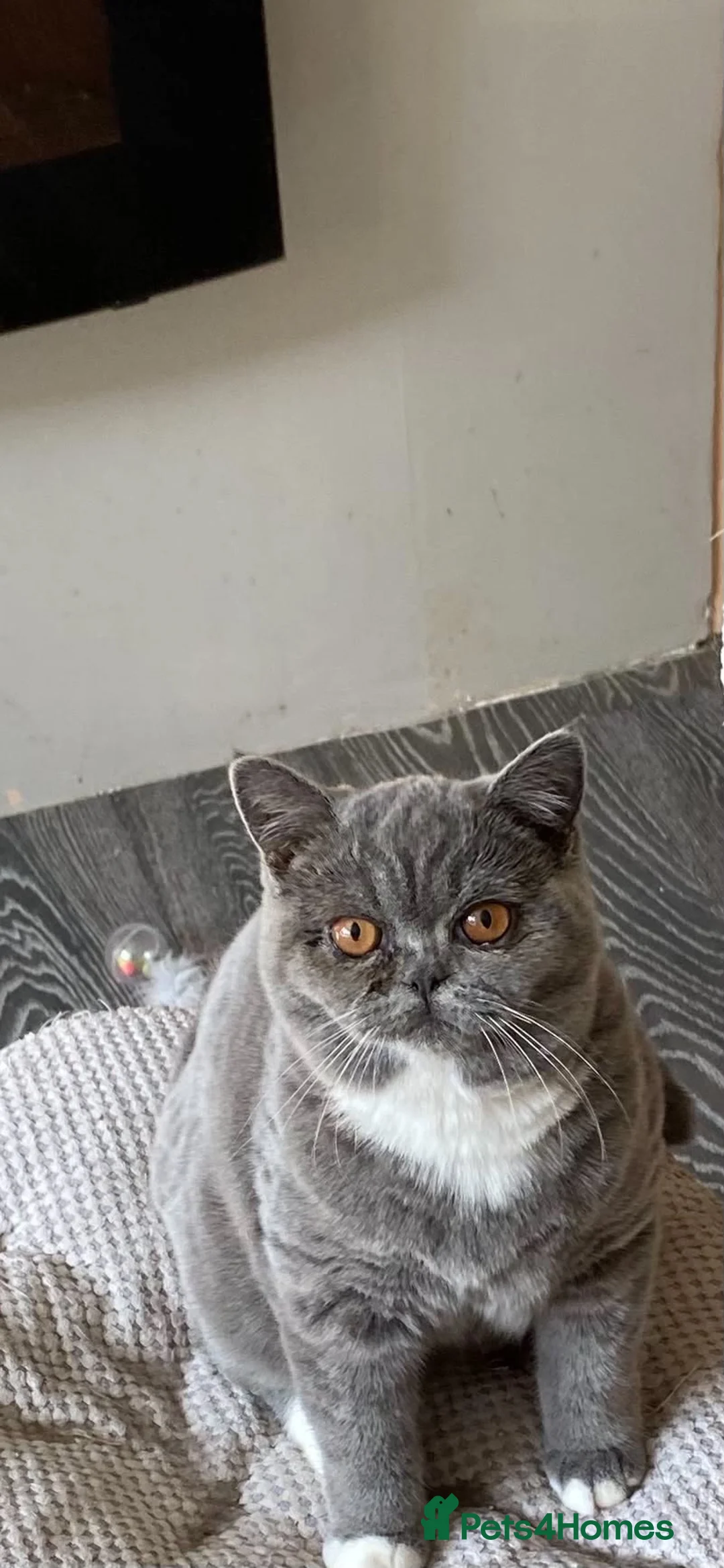 British Shorthair cats for sale: Blue and white and blue sisters - Advert 2