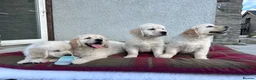 Golden Retriever dogs for sale: Extensively health tested KC reg Holden retrievers - Advert 5