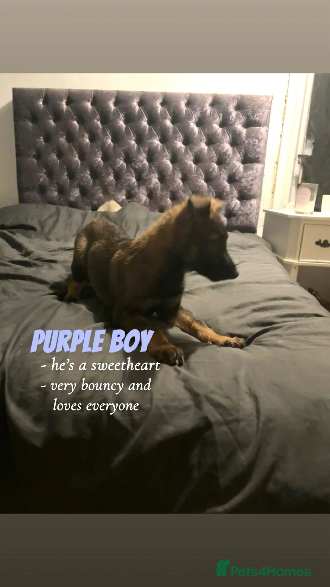 Mixed Breed dogs for sale: Beautiful german shepherd cross belgium malis pups - Advert 7