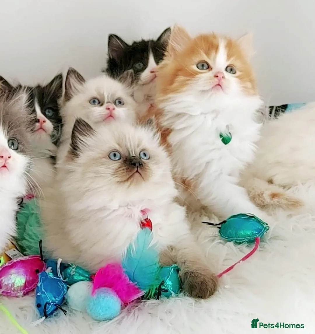 Ragdoll cats for sale: £Negotiable Beautiful cross Ragdoll/Persian😻😻😻 - Advert 1