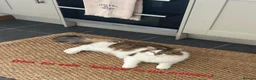Mixed Breed cats for sale: 3 white ragdoll cross kittens for sale! - Advert 4