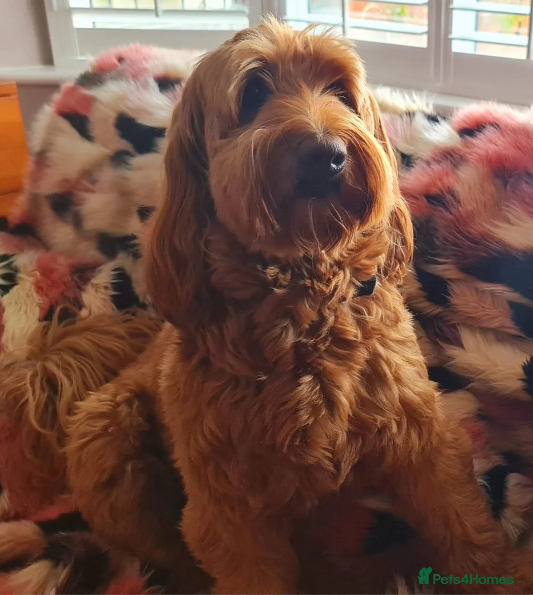 Australian Labradoodle dogs for sale: Genuine Australian Labradoodle Waiting List - Advert 12