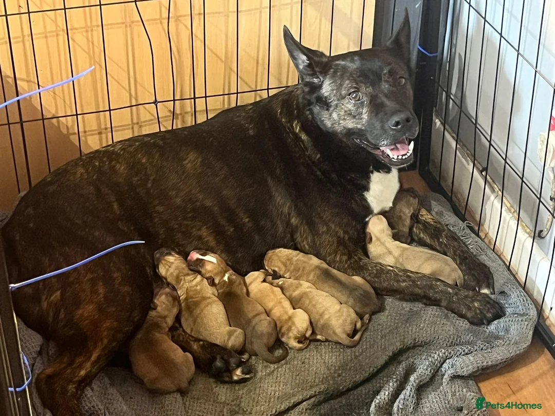 Mixed Breed dogs for sale: Puppies  - Advert 10