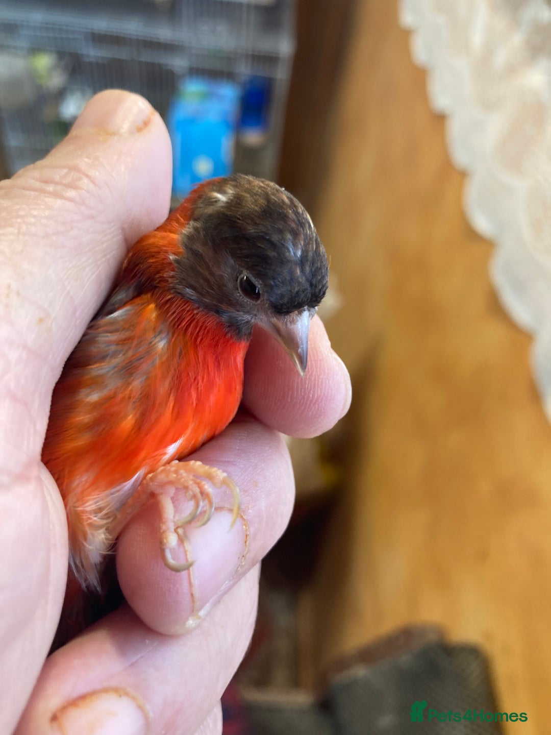 Finches birds for sale: RED SISKINS MUTATIONS  - Image 10