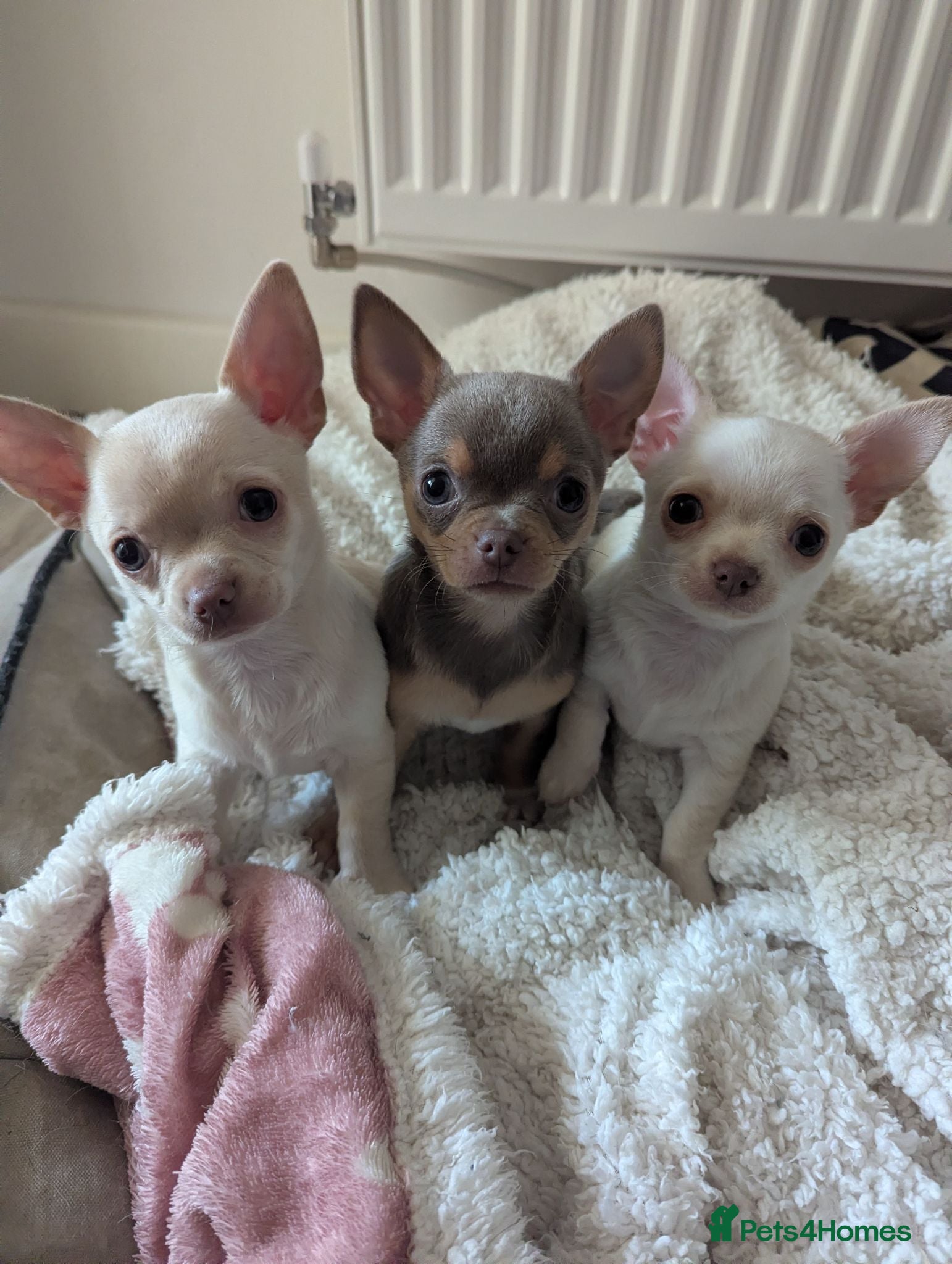 Chihuahua dogs Kc puppies 2 girl 1 boy - Advert 2