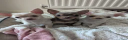 Chihuahua dogs for sale: Kc puppies 2 girl 1 boy - Advert 1