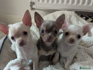 Chihuahua dogs Kc puppies 2 girl 1 boy - Advert 2