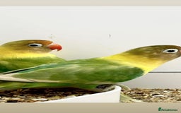 Parrots birds for sale: X BIRDS/PARAKEETS/PARROTS AVAILABLE X - Image 11