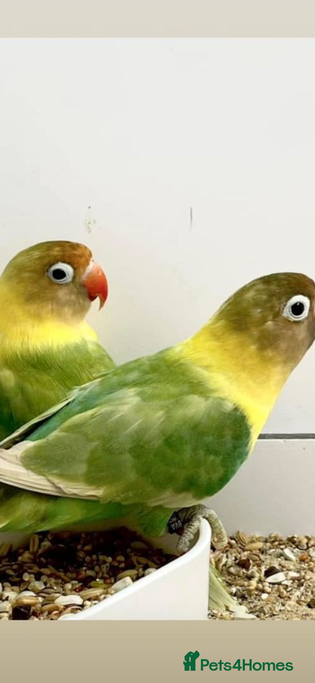 Parrots birds for sale: X BIRDS/PARAKEETS/PARROTS AVAILABLE X - Image 11