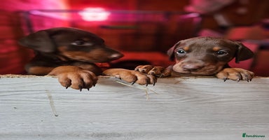 Dobermann dogs - Advert 5