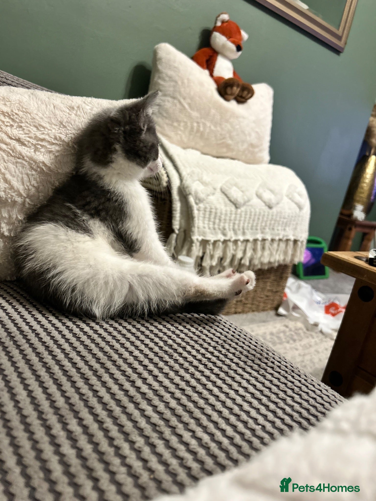 Mixed Breed cats Beautiful white & grey kitten ready to leave now  - Advert 3