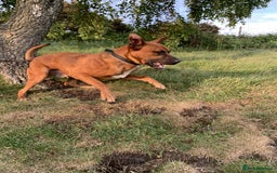Belgian Shepherd Dog dogs for stud: Bull hearder  - Image 3