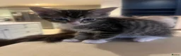 Ragcoon cats for sale: 🐾 Beautiful Maine Coon x Ragdoll kittens  - Advert 18