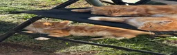 Maine Coon cats for sale: Maine coon x turkish van  in Romford - Advert 3