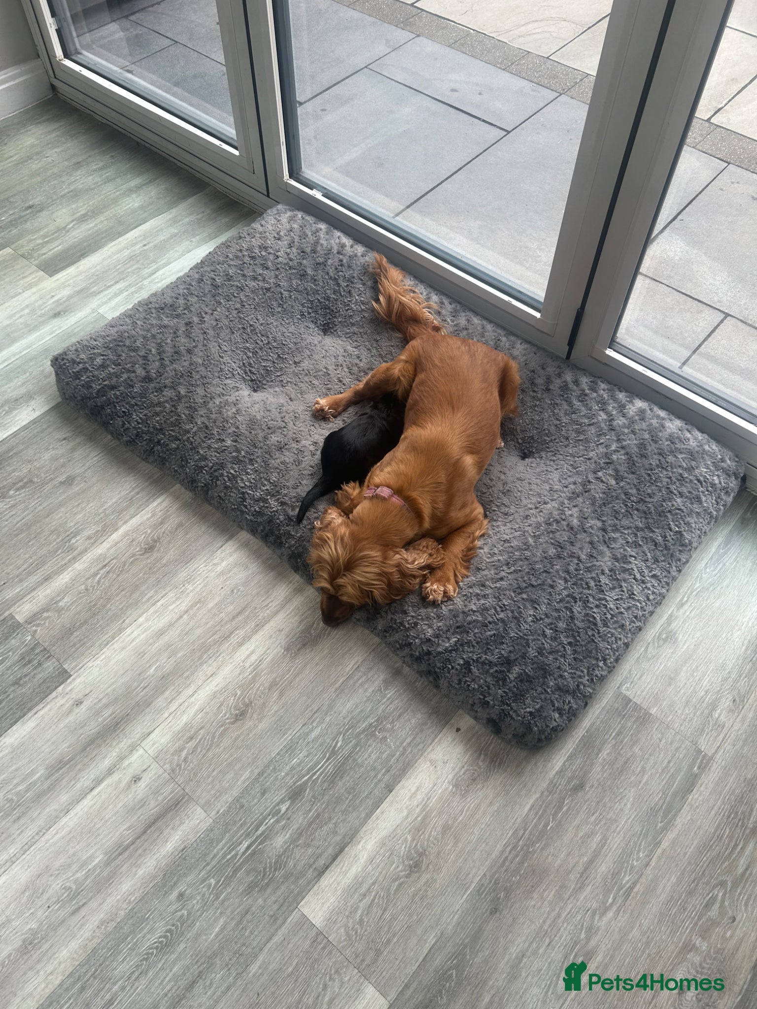 Cocker Spaniel dogs for sale: Beautiful Female Cocker Spaniel 7 week old  Puppy - Advert 6