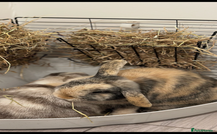 Mini Lop rabbits - Advert 1