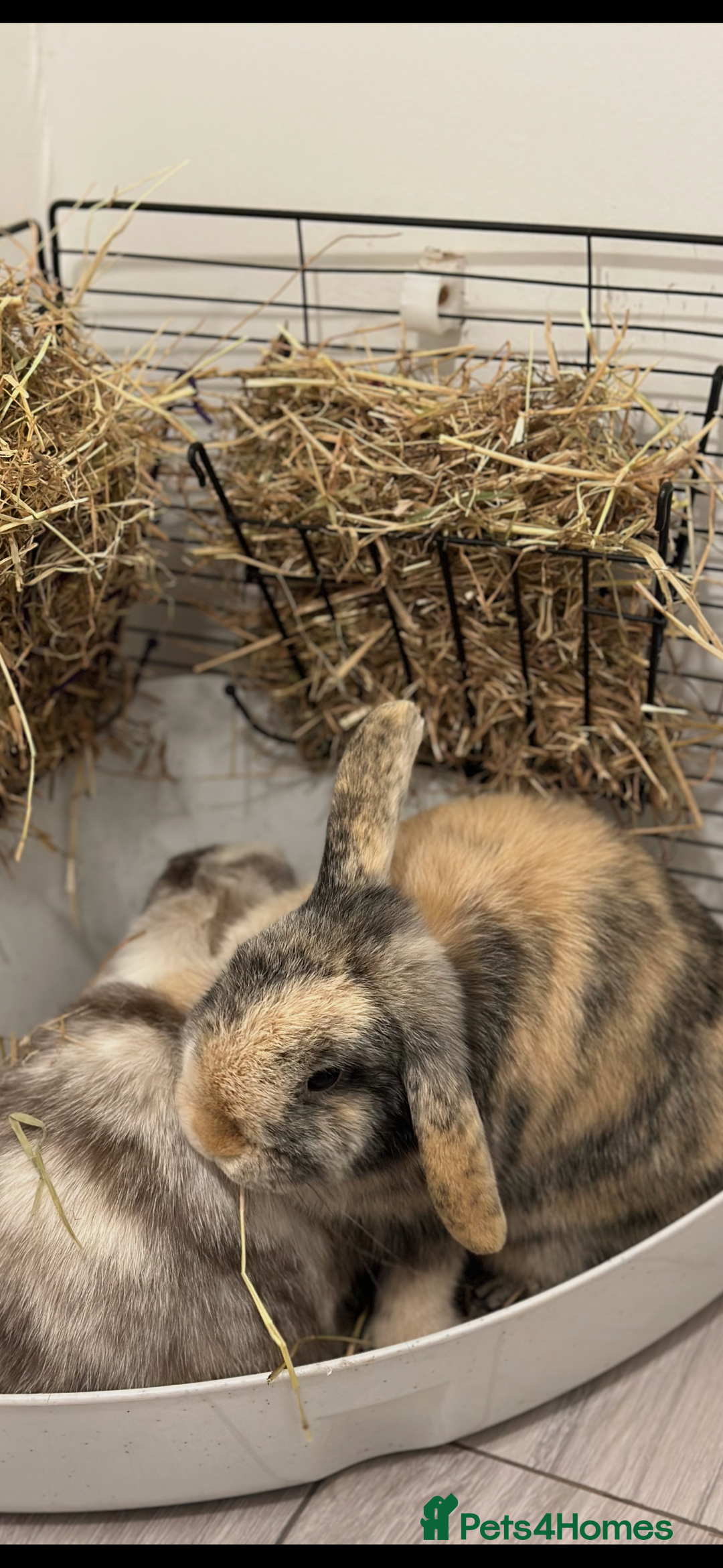 Mini Lop rabbits for sale: 2 year old Mini Lop Female  - Image 1