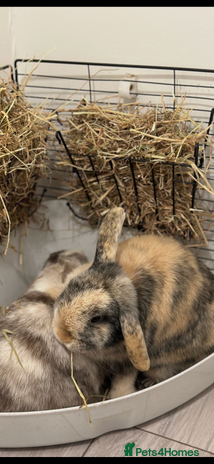 Mini Lop rabbits - Advert 1