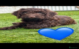 Cockapoo dogs for sale: 💙 7 stunning cockapoo puppies for sale 🩷 - Image 5