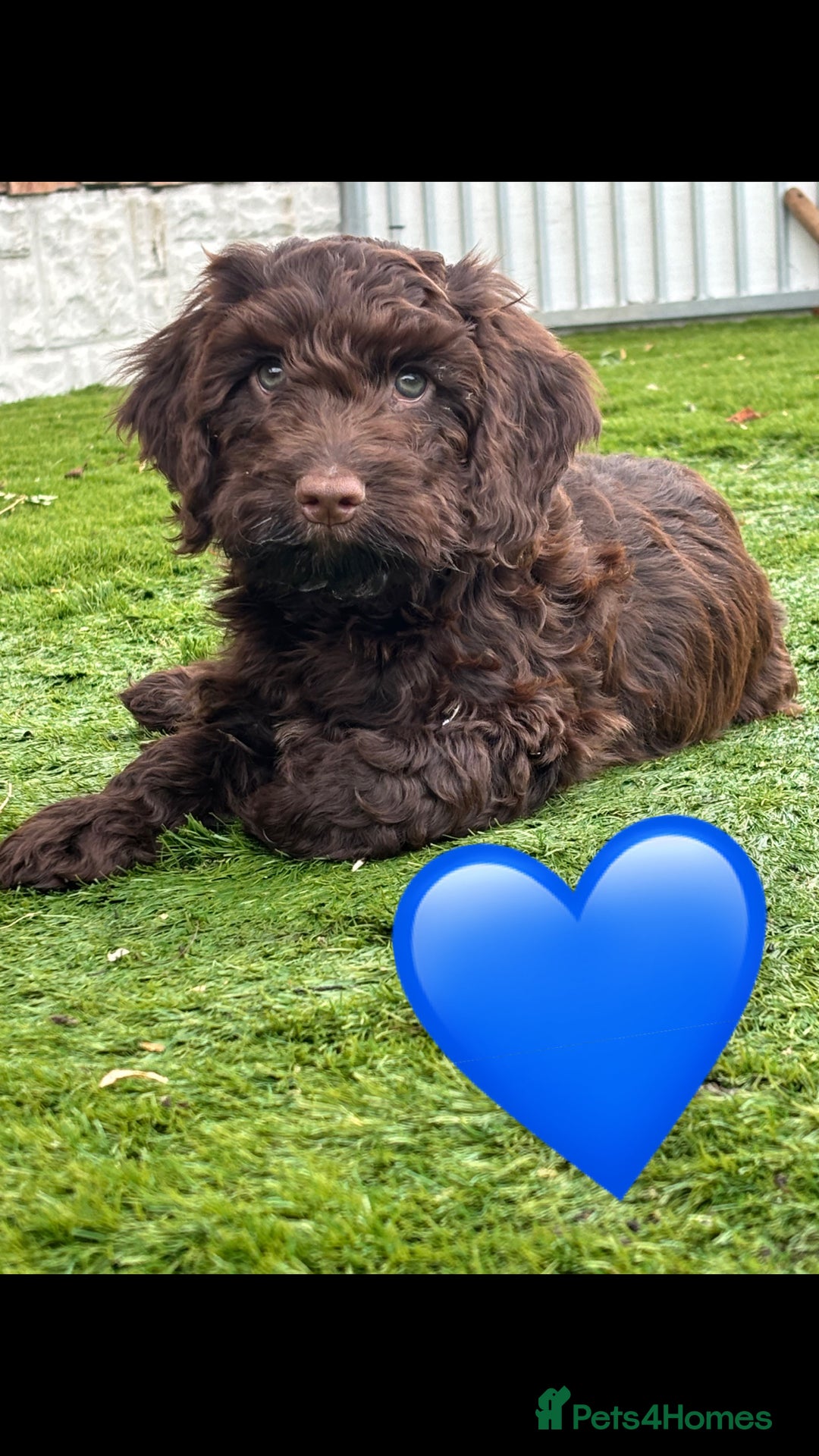 Cockapoo dogs for sale: 💙 7 stunning cockapoo puppies for sale 🩷 - Image 5