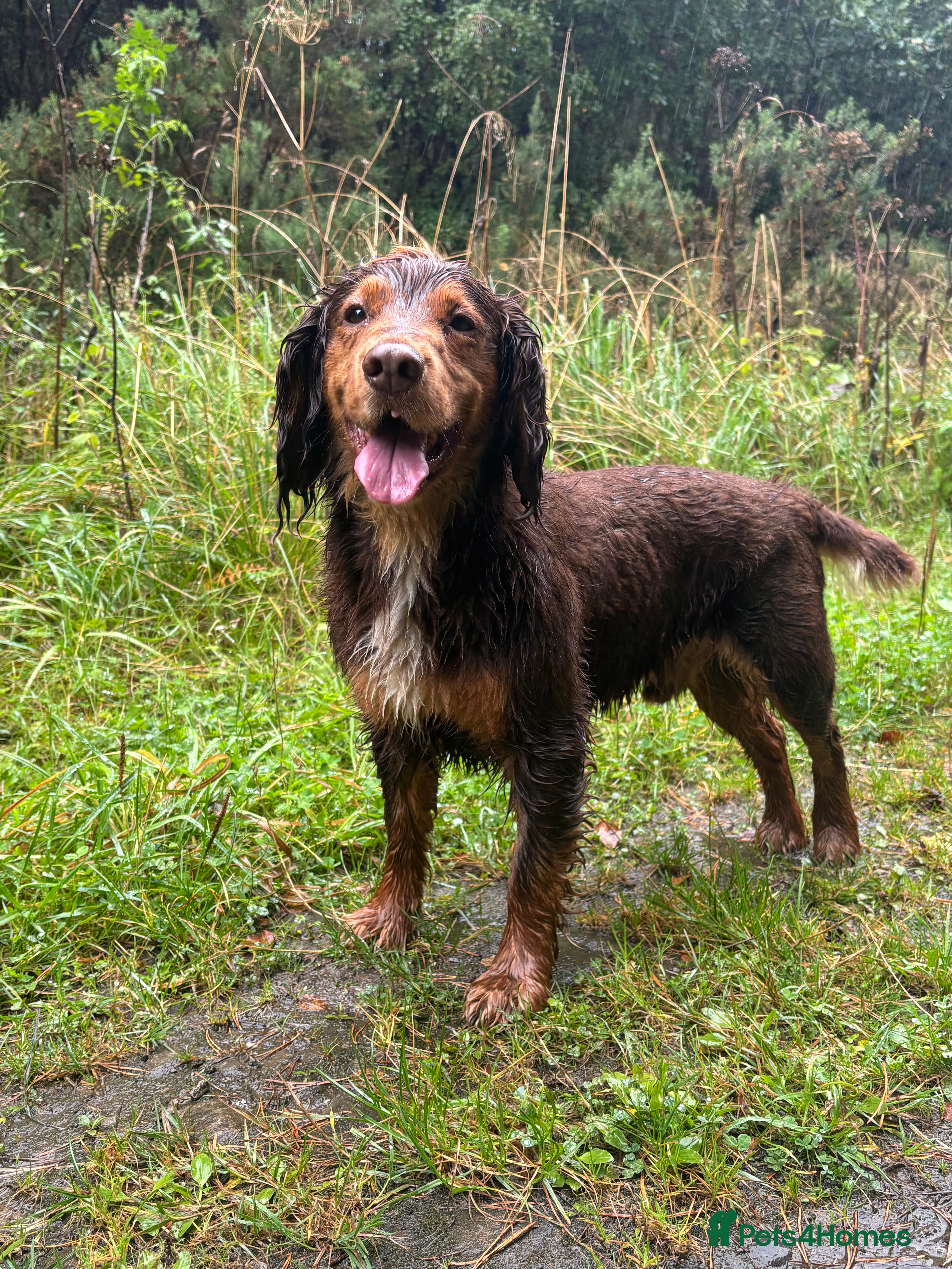 Cocker Spaniel dogs for stud: Cocker Spaniel stud  - Advert 6