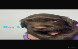 Cocker Spaniel dogs for sale: Cocker Spaniel Puppies for sale  - Advert 3