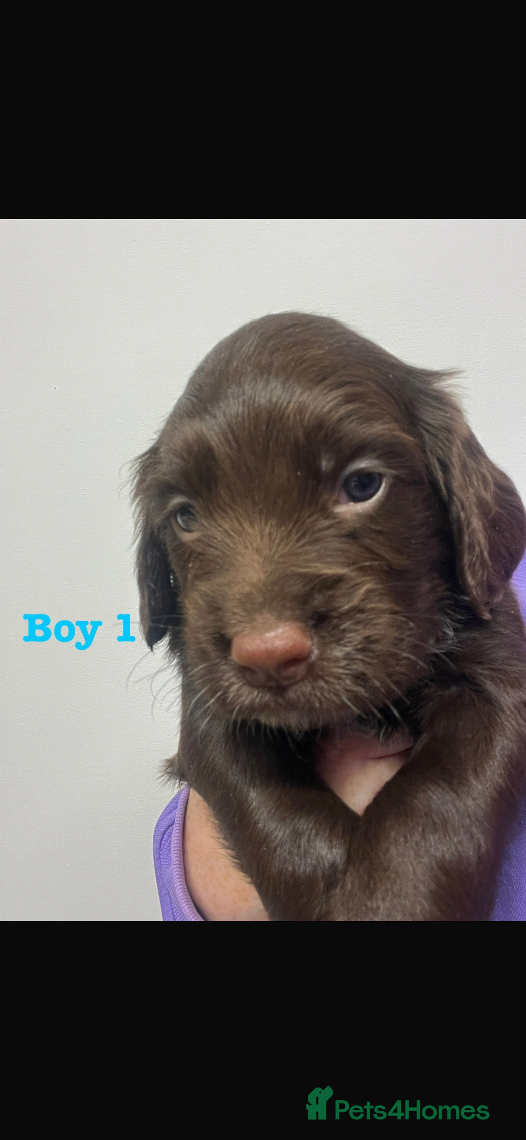 Cocker Spaniel dogs for sale: Cocker Spaniel Puppies for sale  - Advert 3