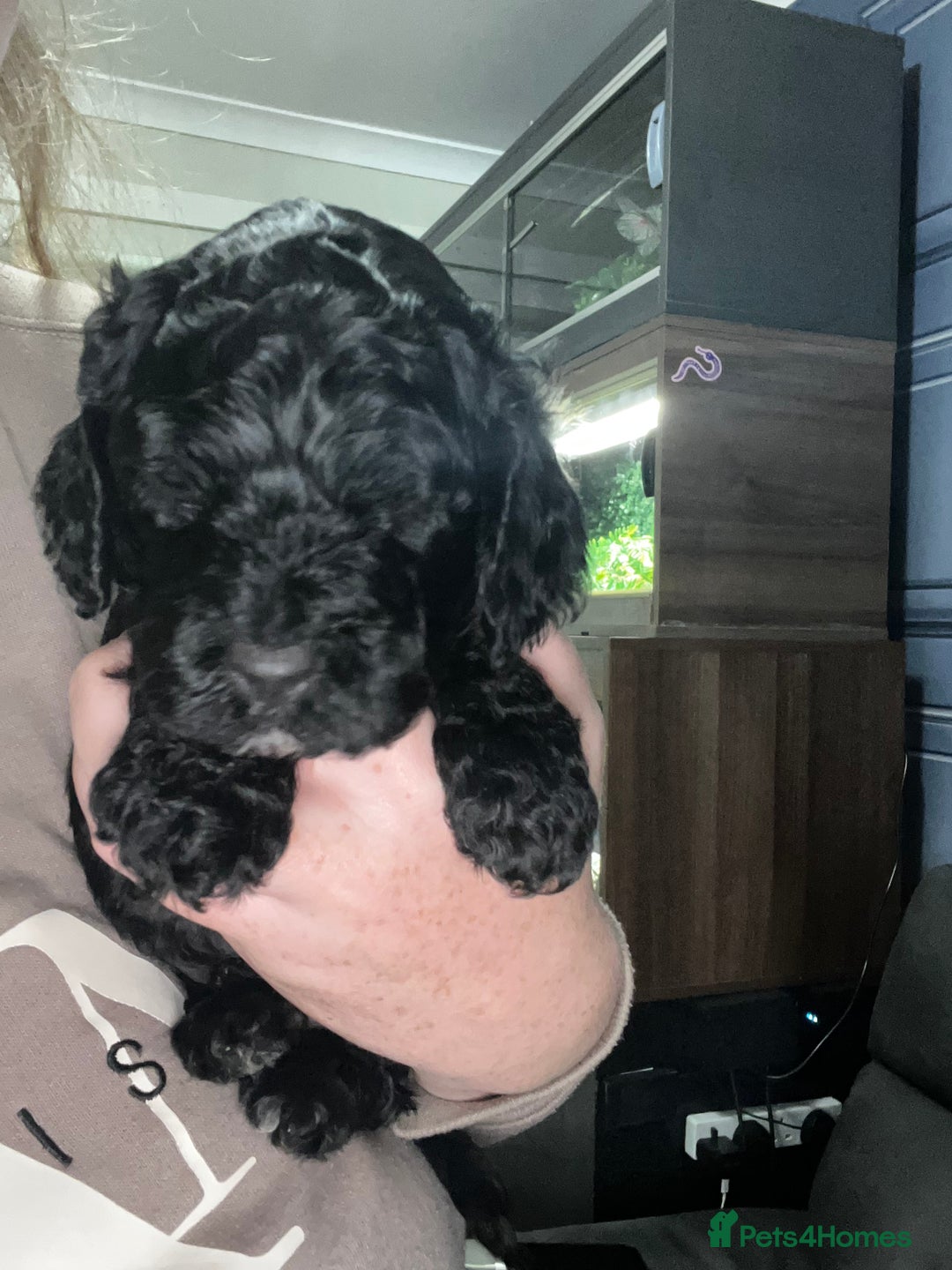 Cockapoo dogs for sale: Last boy for sale - Image 3