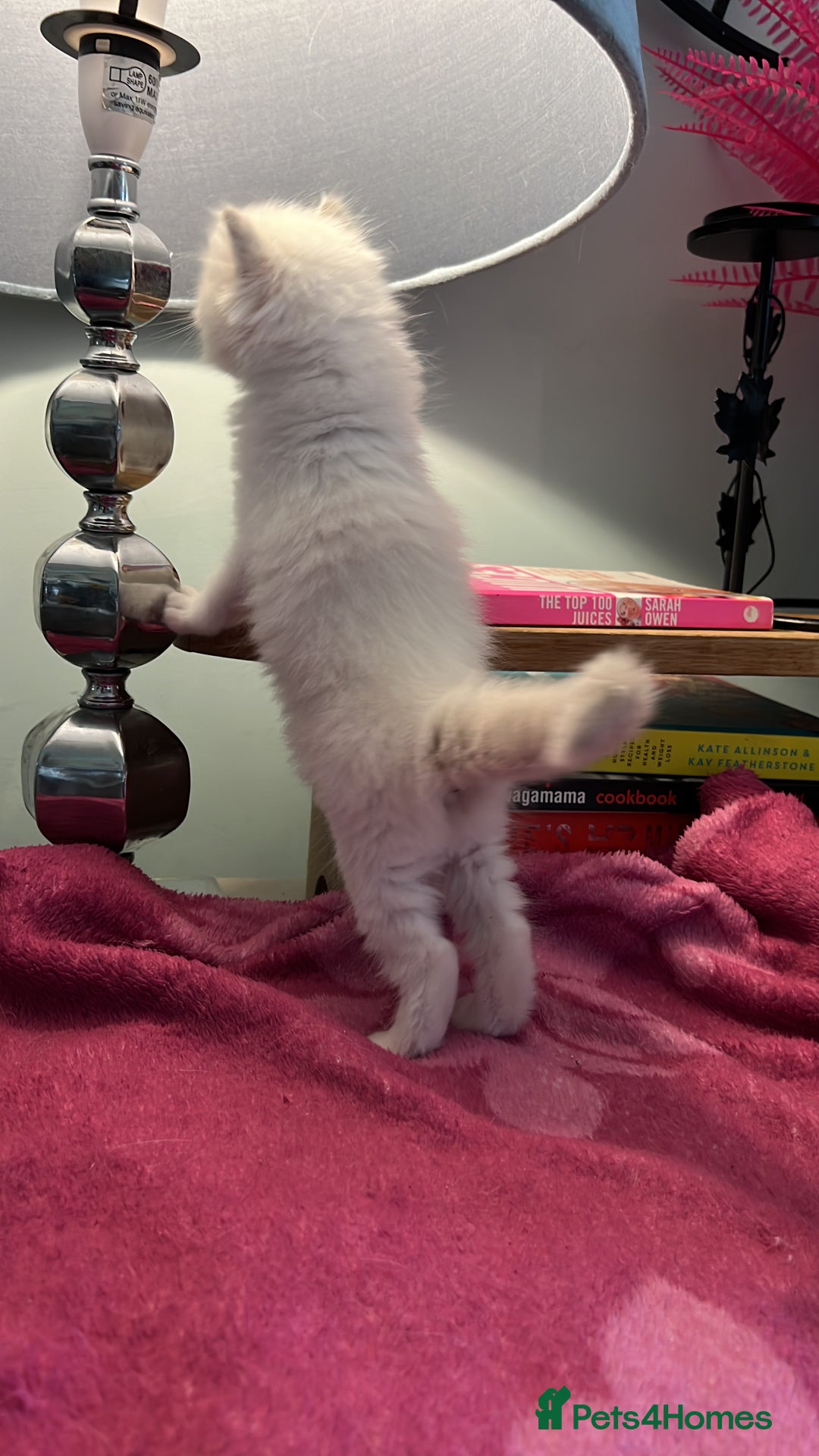 Ragdoll cats for sale: Blue mitted and bicolour ragdolls - Image 10