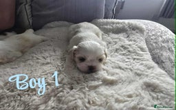 Lhasa Apso dogs for sale: Stunning Lhasa apso pups - Image 7