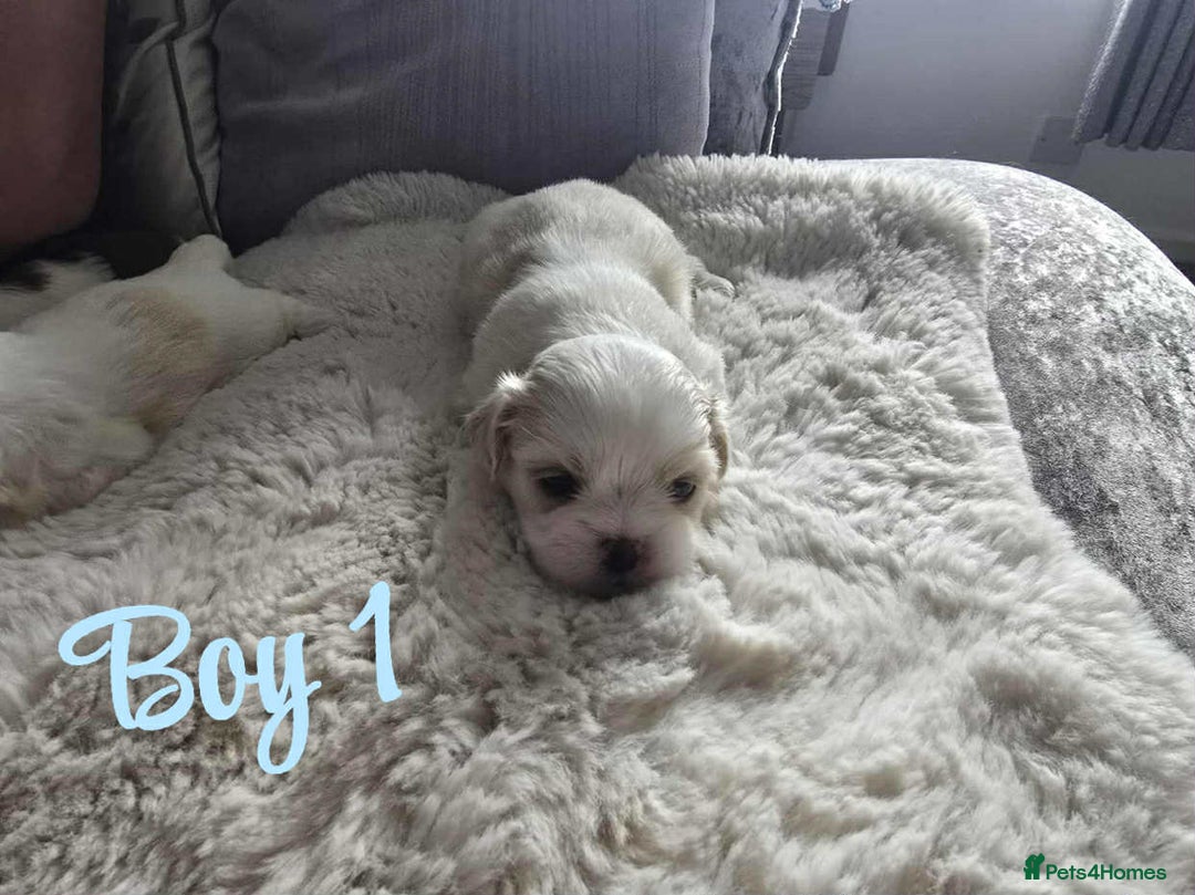 Lhasa Apso dogs for sale: Stunning Lhasa apso pups - Image 7