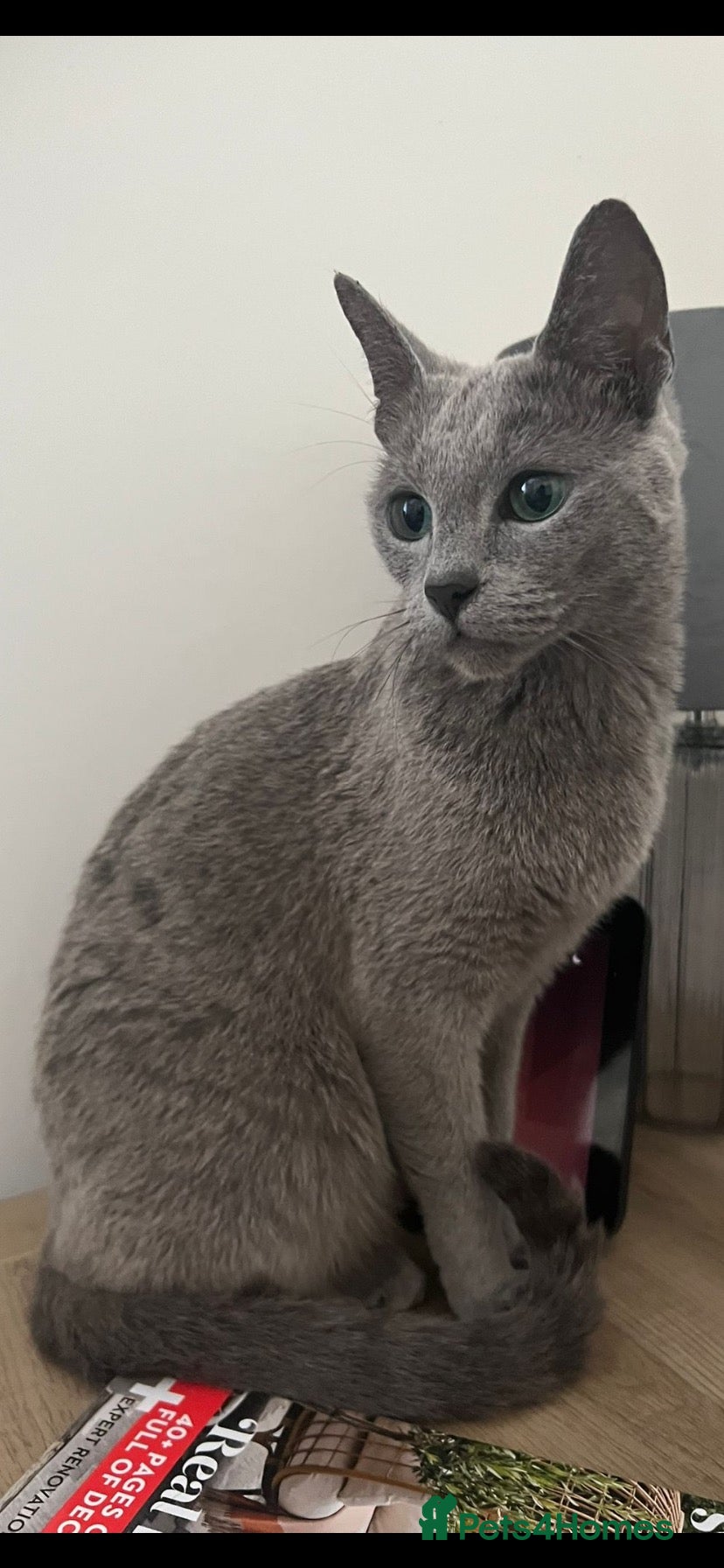 Russian Blue cats Retired queen, Russian blue cat for sale - Advert 1