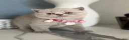 Scottish Fold cats for sale: Last Scottish lillac girl  - Advert 19