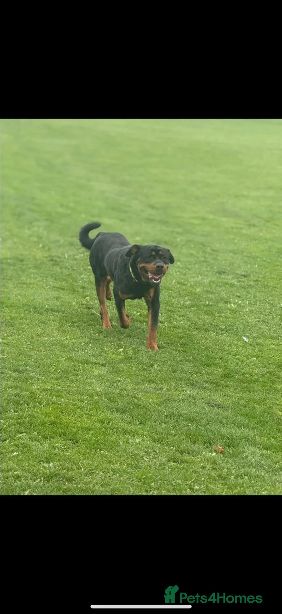 Rottweiler dogs for sale: ROSCOE - Advert 1