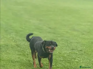 Rottweiler dogs ROSCOE - Advert 1