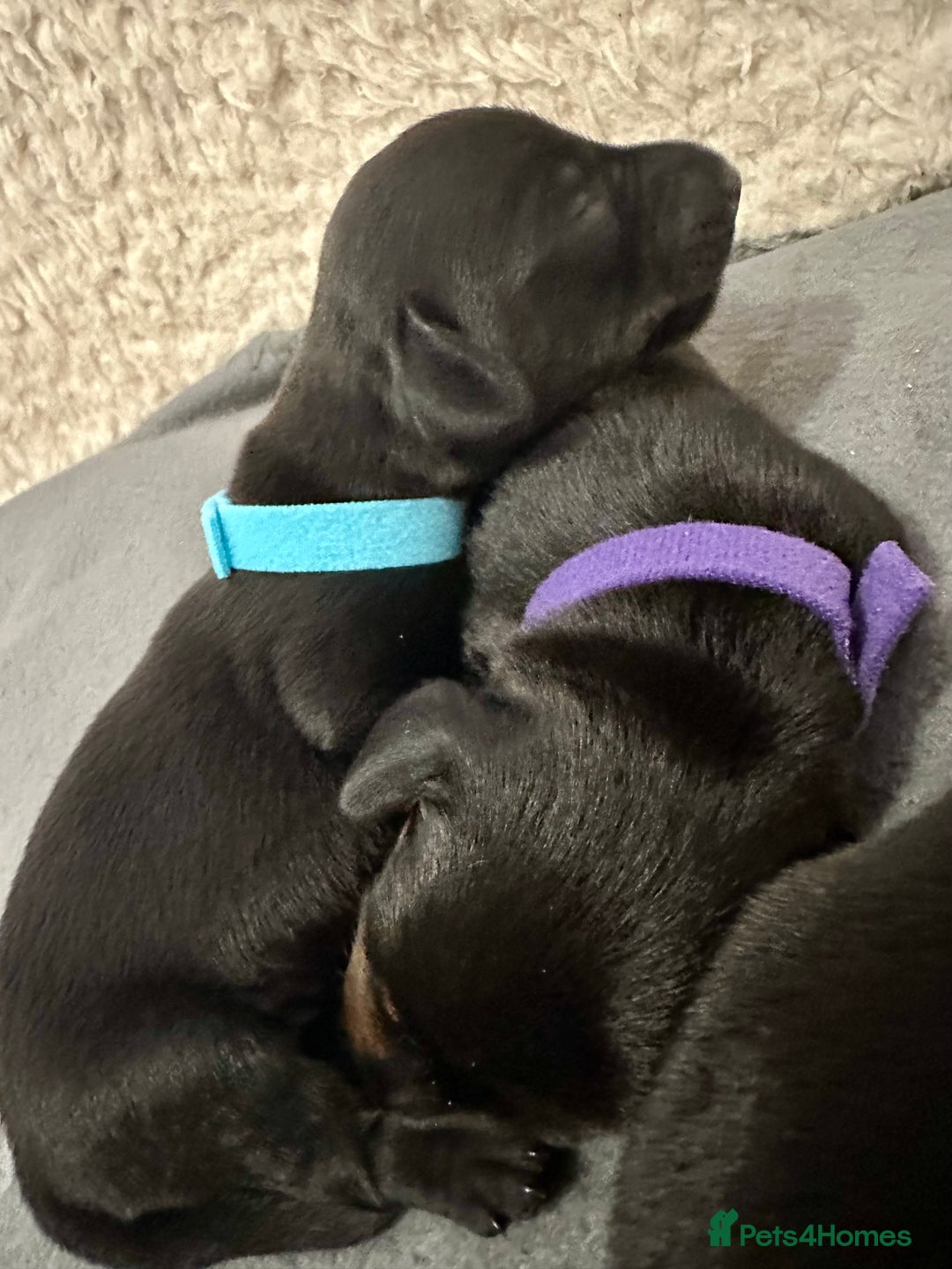 Miniature Dachshund dogs for sale: 🐾 Smooth Haired Dachshund Puppies 🐾 - Image 7