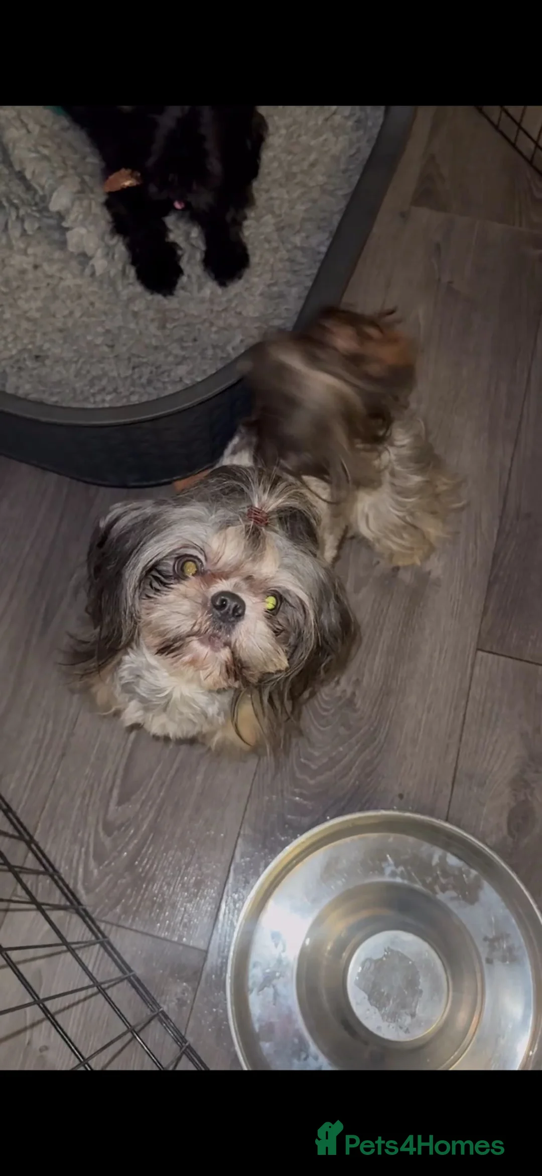 Shih Tzu dogs for stud: MR MOGWAI Blue & Tan carrying choc Imperial Stud  - Advert 2