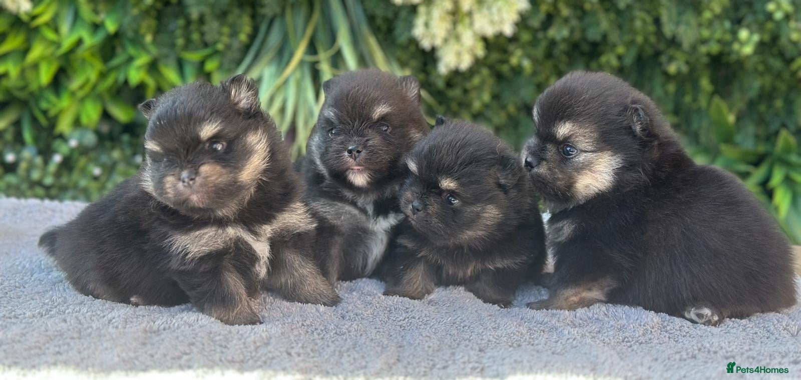Pomeranian dogs Adorable Black and Tan Pomeranian Puppies - Advert 10