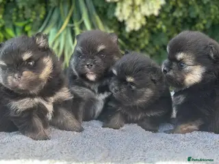 Pomeranian dogs Adorable Black and Tan Pomeranian Puppies - Advert 10