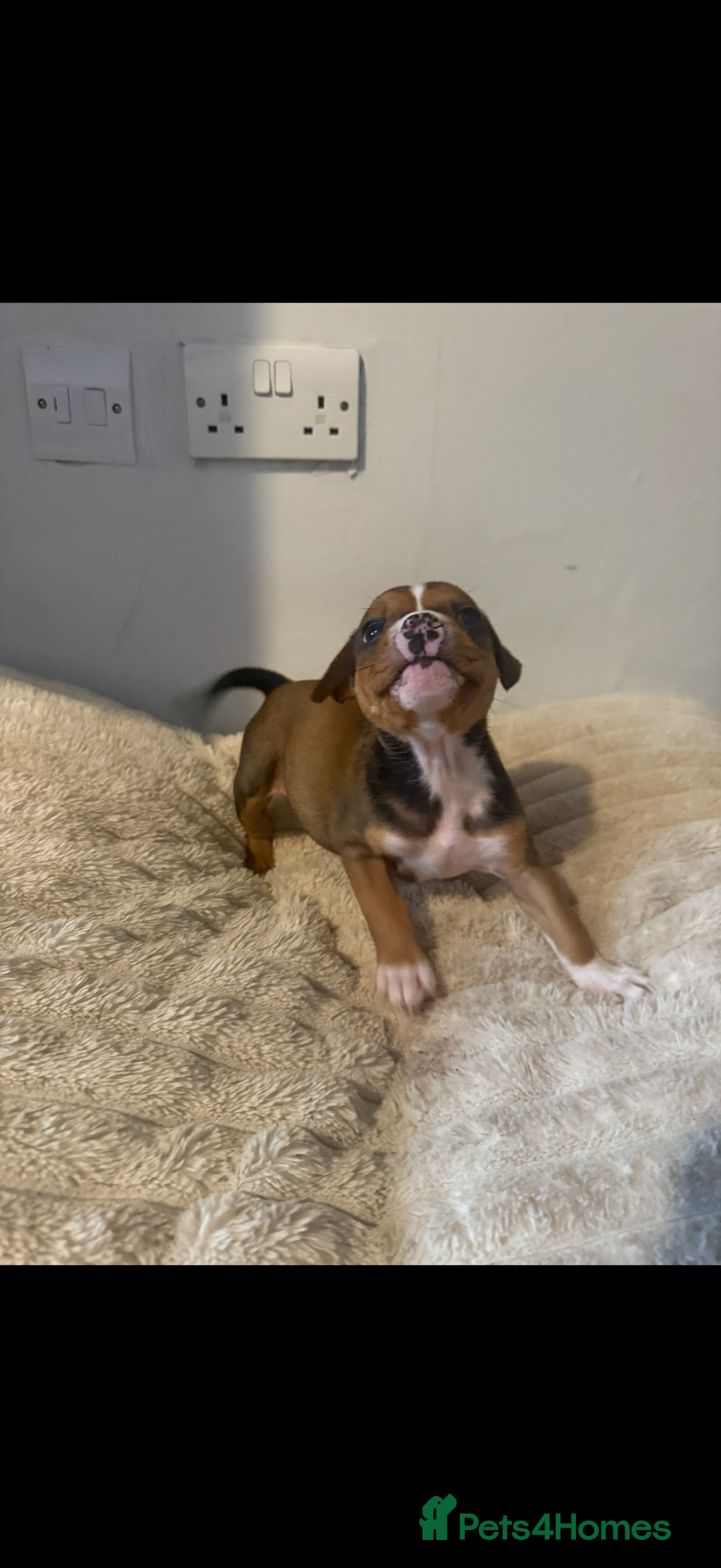 Mixed Breed dogs for sale: 7 Gorgeous Lurcher x Pocket Bully Pups  - Advert 25