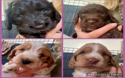 Cockapoo dogs for sale: Beautiful F1B Cockapoos with excellent bloodlines  - Image 6