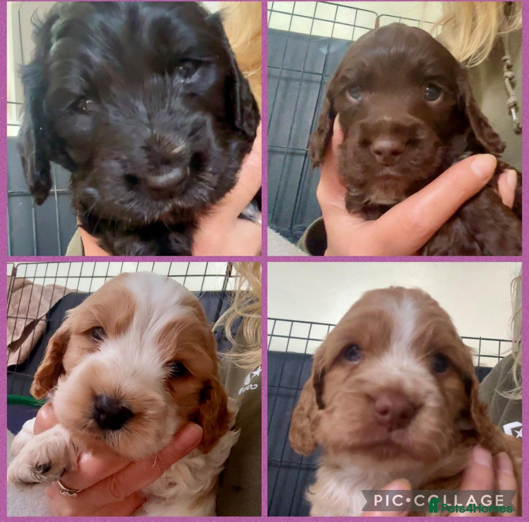 Cockapoo dogs for sale: Beautiful F1B Cockapoos with excellent bloodlines  - Image 6