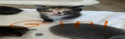 Mixed Breed cats for sale: Beautiful baby kittens 🐱  - Advert 15