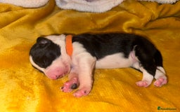Border Collie dogs for sale: 7 beautiful border collie pups  - Advert 22