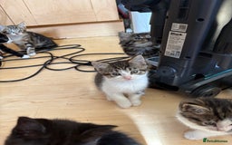 British Shorthair cats for sale: 2 BLACK FEMALE SHORTHAIR KITTENS. READY TO GO! - Image 11
