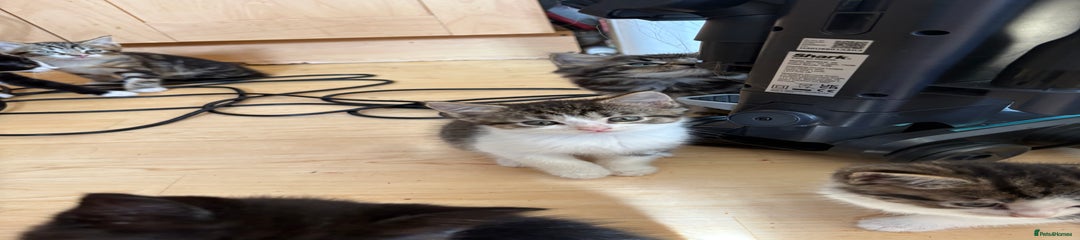 British Shorthair Kitten 8