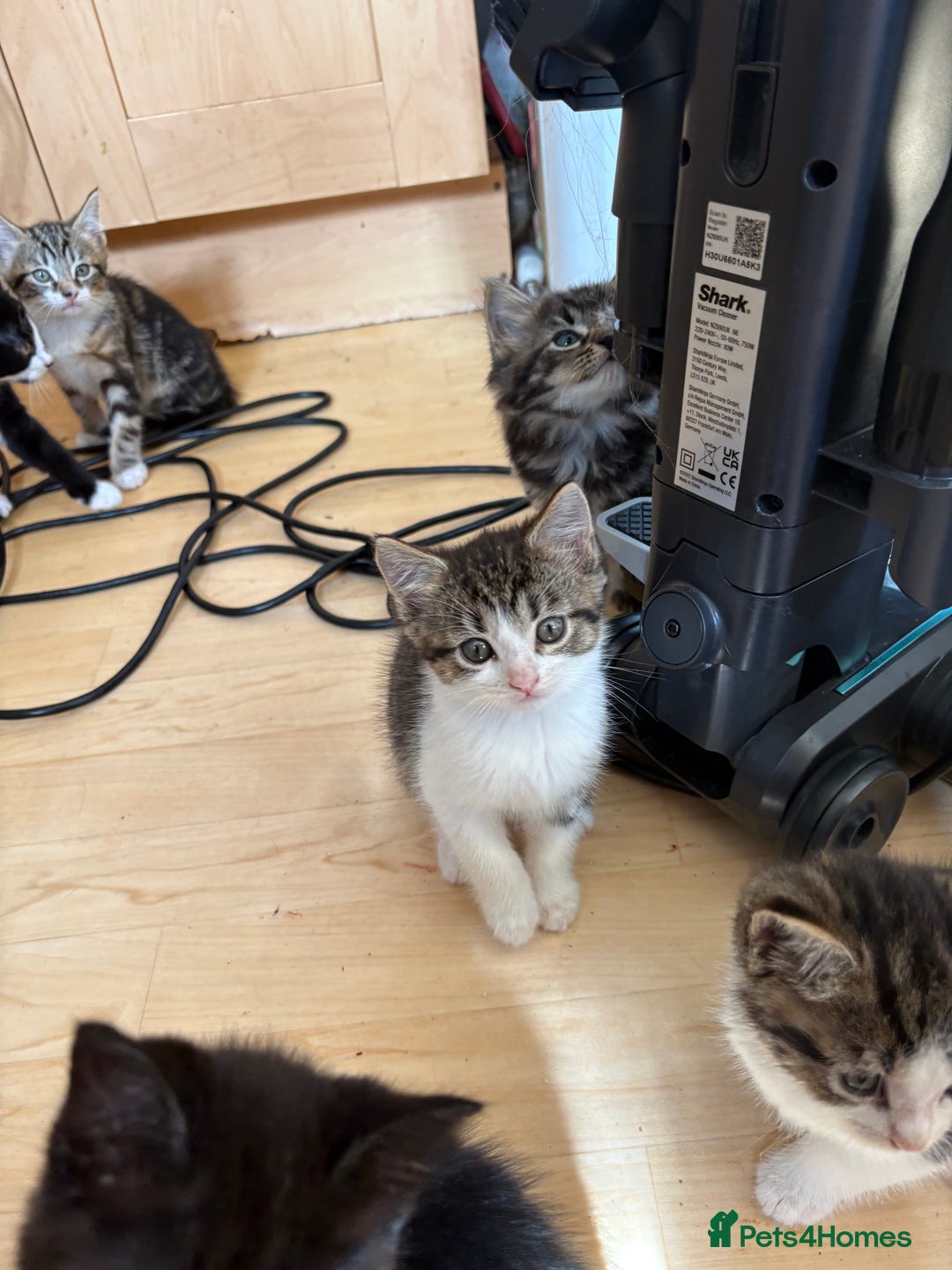 British Shorthair cats for sale: 2 BLACK FEMALE SHORTHAIR KITTENS. READY TO GO! - Image 11