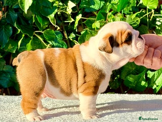 English Bulldog dogs ** PUREBRED STANDARD COLOUR BULLDOG PUPPIES** - Advert 1