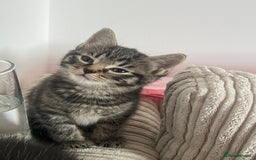 Domestic Shorthair cats for sale: 3 kittens for sale - Image 3